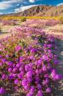 USA, California, Anza Borrego Desert State Park. Blooming verbena and goldfields flowers. Art Print